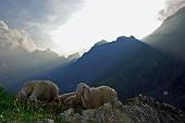 Trekking sul sentiero delle Orobie da Valbondione al Simal, al Brunone, al Calvi, ai Laghi Gemelli (18,19, 20 agosto 2009)  - FOTOGALLERY